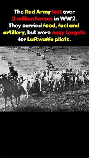 The 3 Million Horses Lost by the Red Army #History #RedArmy #Horses