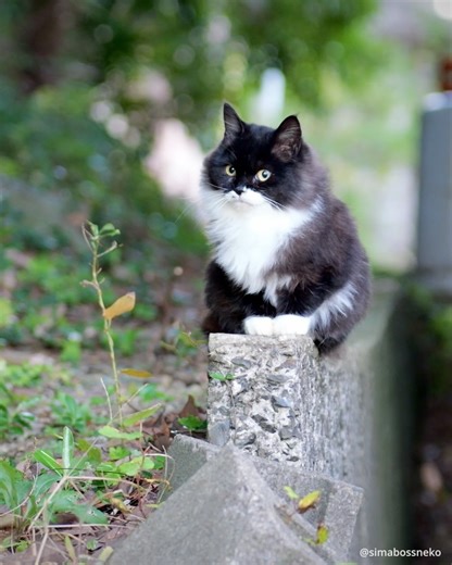 simabossneko on Instagram: "・ おはようロビン君✨ Good morning Robin 💕 Swipeしてね←🐾 本日（11月20日）より ねこ写真展「田代島ねこさんぽin東京vol.2」が開催されます！ ★@simabossneko と @p_nyanco22 は 11月22日〜24日13時より在廊予定です。 2026年版カレンダーやクリアファイル等のグッズ販売も✨是非遊びに来てくださいね🐾 〜写真展詳細〜 ◎田代島ねこさんぽin東京vol.2◎ ・日時：2025年11月20日（木）～2025年11月24日（月） 11:30～18:30 ・期間中無休／入場無料 ・場所：ものづくりの街「2k540」 東京都台東区上野5-6 2k540マルチスペース 出展作家（敬称略） あおちおさむ／あっきー／飯山昌弘 えぬ／沖昌之／小野一俊／行天琴美 工藤ユキ／さくらもえぎ／ちぃ 猫折れ／ぴよ／ペにゃんこ／雅世 町田奈穂／まつばらちえり amiri／Kuroka／kotonohakaze simabossneko／tanta