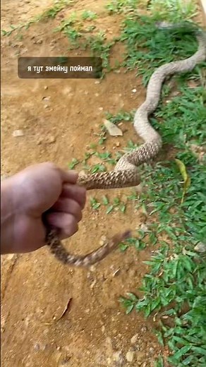 Индийская кобра