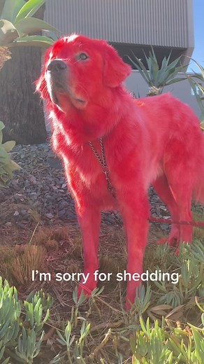 a day in the life of a floof #PINKHolidayRemix #cliffordthebigreddog #clifford #imsorryforshedding #fyp #dogsofttiktok #sorrynotsorry #sorrymom #floof