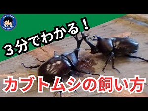 【カブトムシ飼育】3分でわかる！カブトムシの飼い方
