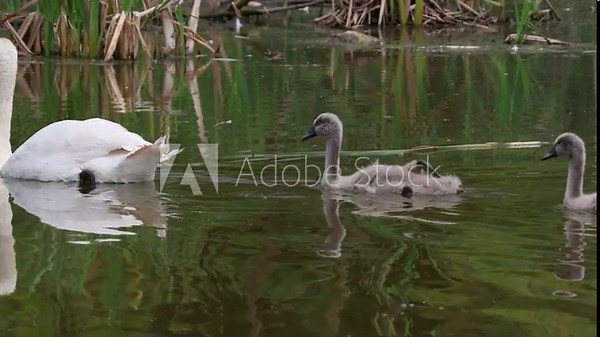 A parent mute swan swims with its cygnets in the water, perpendicular to the camera lens on a summer day.