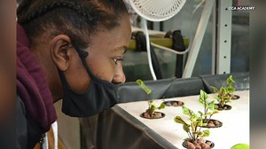 North Lawndale's CCA Academy cultivates change through urban agriculture program