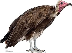 Cardboard People Hooded Vulture Life Size Cardboard Cutout Standup - Made in USA