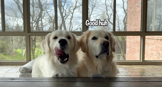 Golden Retrievers Charlie & Oliver Try Bell Peppers 🫑 Does your dog like to eat bell peppers? #dogsoffacebook #dogs #goldenretriever | Charlie The Golden