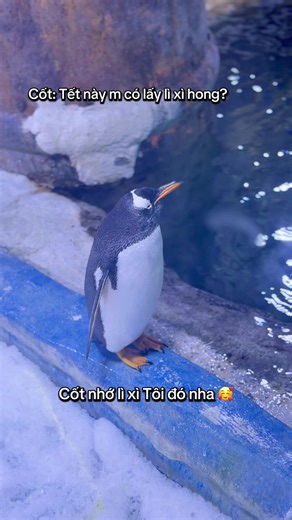 Lì Xì Tết: Những Câu Hỏi Vui Nhộn Từ Phú Quốc