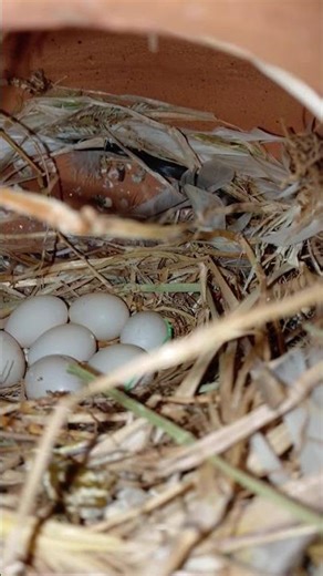 JAVA breeding progress 💯💯💯💯#subscribe #birds #like ☺️