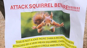 'Very mean squirrel' seeking food has sent at least 2 people to the ER in a California city