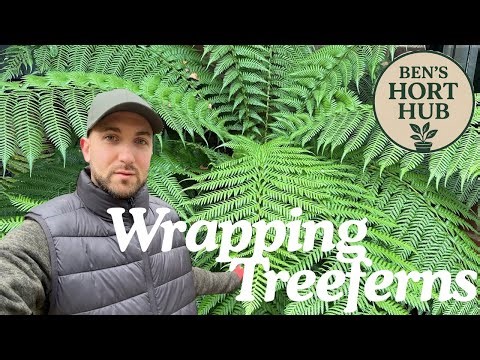 Protecting tree ferns against frost