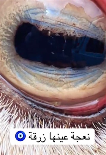 Close-Up of a Sheep's Eye Reflecting Nature