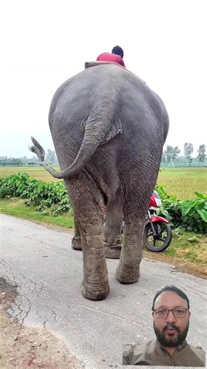 Elephant Sound Effects | Elephant Short Videos | Elephant Funny Video Tik Tok #Short