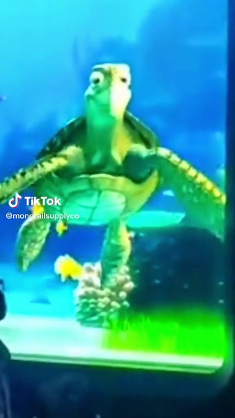 Turtle Talk With Crush #turtletalkwithcrush #disneyland #disneyworld #disneyparks