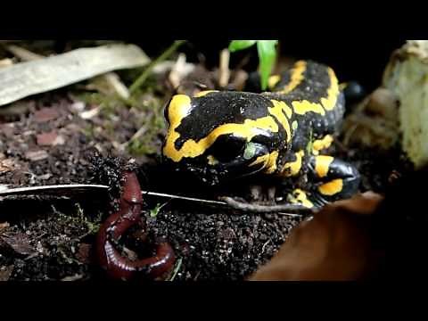 Adult Fire Salamander Feeding Time (Salamandra s. terrestris) || Feuersalamander Fütterung