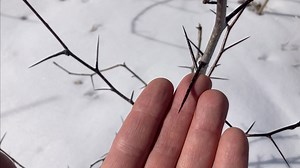 Planning the Permaculture Food Forest – Part 7: Identify & Support Native Biodiversity on the Land