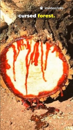 The Tree That Bleeds Real Red Liquid When Cut