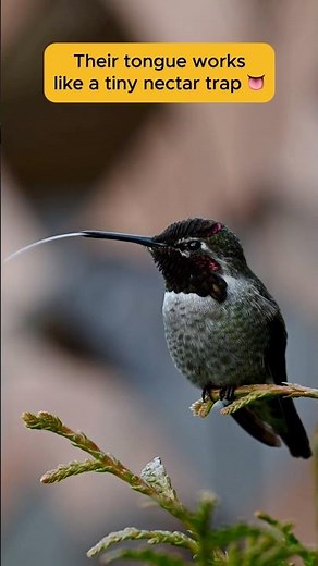 Hummingbird Tongues Are INSANE 👀