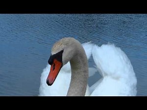 Mute Swan Giving Me The Business