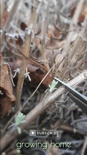 Cut Here: Lavender Spring Pruning #lavender #closeup #gardening #garden