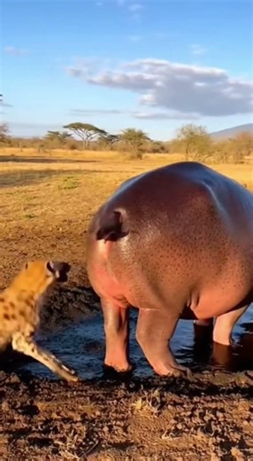 Can a Hippo's 'Propeller Tail' Fling Poop All Over a Hyena?