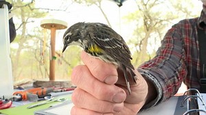 Volunteers begin tracking bird migration in the North Country