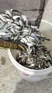Incredible Catch by Bengawan Solo Fishermen