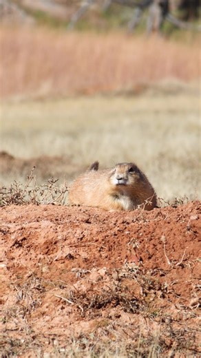 Is it just me, or does the second prairie dog look like it really wants the first one to shut up? In reality, that first gopher was actually warning the rest of the town that I had approached. A loose translation would be something along the lines of “another idiot with a camera is approaching”. #fyp #nature