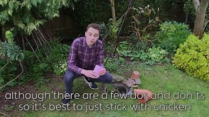 77K views · 1.5K reactions | We LOVE hedgehogs, but over the last decade we have lost over 40% of our prickly neighbours  Billy's here to give us a little advice and knowledge about how to help these iconic species out. 璉 @hedgehogsociety #Winterwatch #Hedgehogs #Saveourhedgehogs | BBC Springwatch | Facebook