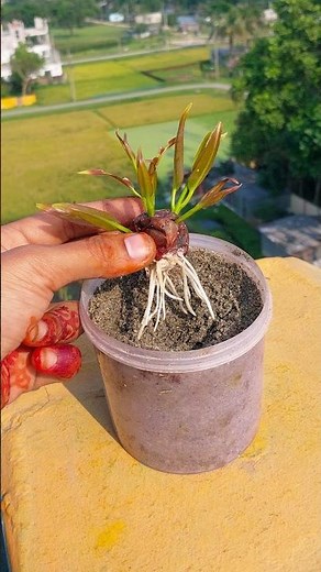 Secrets to growing Cinnamon 🍃 How to Grow Cinnamon Plant at Home