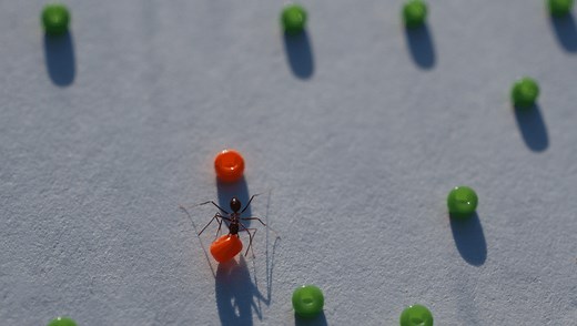 “Swarm Intelligence” Sees Longhorn Crazy Ants Clear The Path For Nestmates