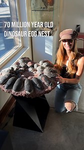 70 Million Year Old Dinosaur Egg Nest 🦖 These eggs were laid by an Oviraptor in a spiral formation in the late Cretaceous period. This fossil was found in central China and was radiometrically dated to be 70-85 million years old. Over millions of years the eggs fossilized into stone. This authentic fossil is on display at Granada Gallery 🦖 ⛏ | Rocks for the Spirit