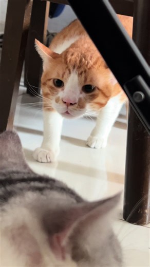 Ăn nhiều hơn làm #mayconmeovathangtan #on25cat #Petko #hatmeo | Animals Eating Food