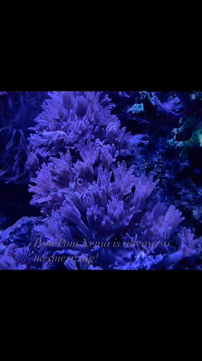 Ultimate Reefs & Aquariums on Reels