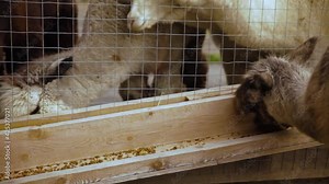 Zoomed in video featuring a group of alpacas in an enclosure, three of them can be seen hungrily eating fodder placed on the ledge.
