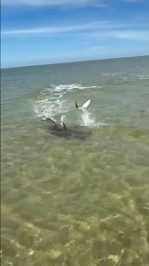 HİÇ ŞANSLARI YOKTU! Köpek Balığı Avını Saniyeler İçinde Yok Etti 🦈😲 #shark #köpekbalığı