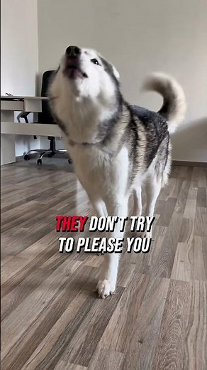 Why Huskies Are NOT the Best Dogs – But Still the Best For Us 🐾 #husky #huskylife