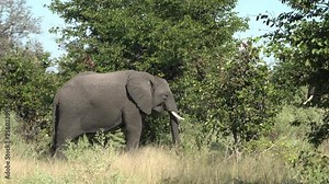 elephants munching in the green bushland