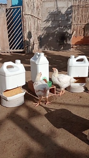 547K views · 2.7K reactions | Una excelente Idea para criar a tus pollitos   un Comedero y Bebedero Automático hecho solo con materiales 100% reciclados ♻️♻️. | Bonita Idea | Facebook