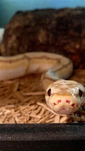 Meet Pudding 🐍✨ he’s a banana spider ball python. The spider gene can cause a little wobble (neurological quirk), but around here? He’s perfect. We love every sway 🤍 . . . #snake #snakesofinstagram #snakemorphs #petsofinstagram #animalsofinstagram #petstagram #pets #animal #reptilesofinstagram #reptiles #banana |