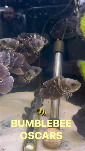 🐝🐝🐝BUMBLEBEE OSCARS🐝🐝🐝 Ok my guys so now I really need you guys to buy all of these before I keep them all This is a totaly different species to your normal oscar getting sloghty smaller with a more passive temperament These are one of my favourite fish and a species ive always wanted to keep and breed💛🖤 | Allfish2u