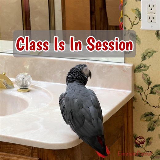 15K views · 1K reactions | Einstein the African Grey takes charge as the ultimate classroom teacher!  Before diving into lessons, he makes sure the “class” is quiet with a firm “Be quiet!” and a shushing sound. Once everyone’s listening, he quizzes the room on animal sounds—dogs go woof woof, turkeys gobble, and roosters shout cock-a-doo! Einstein proves that learning is never boring when he’s the teacher. ✨ | Einstein the Talking Texan Parrot | Facebook