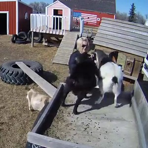 1.2K views · 86 reactions | During this time, if you are bored help us manage our goat herd at Triple H ! Here is a live feed and a little clip from today’s visit. https://video.nest.com/live/N6TmADgoTS | Kitty City | Facebook