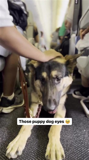 4.4K views · 110 reactions | Did you know pups play a vital role in aviation too? ✈️ For 25 years, our member airline United has supported Guide Dog training, inviting foster families and their young trainees on board. This exposure is incredibly important, as it prepares the pups to help their future owners travel with confidence! | Star Alliance | Facebook