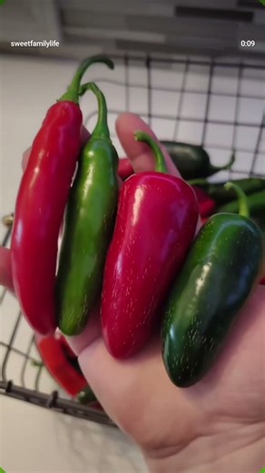 Harvesting peppers + DIY Ristra #Serrano #jalapenos 🌶️🌶️🌶️ #Homegrown #Organic #Gardening #Pepper 💗