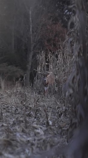 Effective Deer Hunting Techniques for Beginners