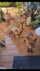 5.4K views · 132 reactions | When a Kind woman gave a hungry fox food, and the fox brought all its family and friends  #Amazing #animals #love #fyp #pet | Carolina pico | Facebook