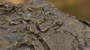 Ammonite fossils - 3D model by wilberforce