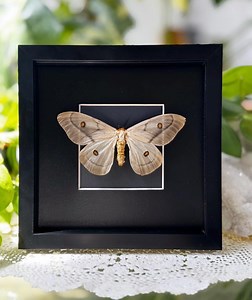 Female Ghostly Silk Moth Rare | 8x8 Black Frame | Real Actias Moth | White Moth Wall Art | Oddities Curiosities Decor | Ethereal Display - Etsy Australia