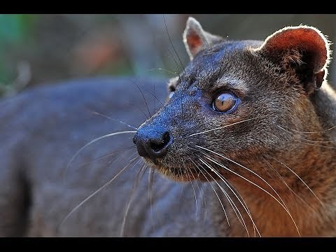 The Legendary Fossa in Madagascar