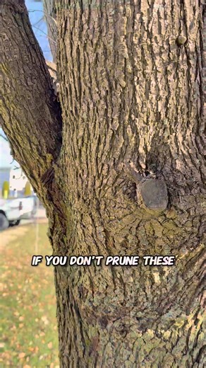 Reducing winter stress on your trees. 🌨️🌲 Ross breaks down why Bradford Pears fail so often, and how proper pruning can help them handle wind, snow, and ice. #whitehorselawnandtree #whlt #treecare #bradfordpeartree #wintertreecare #pruningtips | White Horse Lawn & Tree