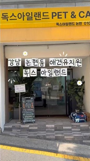 강남 애견 유치원☁️🤍#독스아일랜드#애견영상#애견유치원#논현동애견유치원#댕댕이들#애견카페